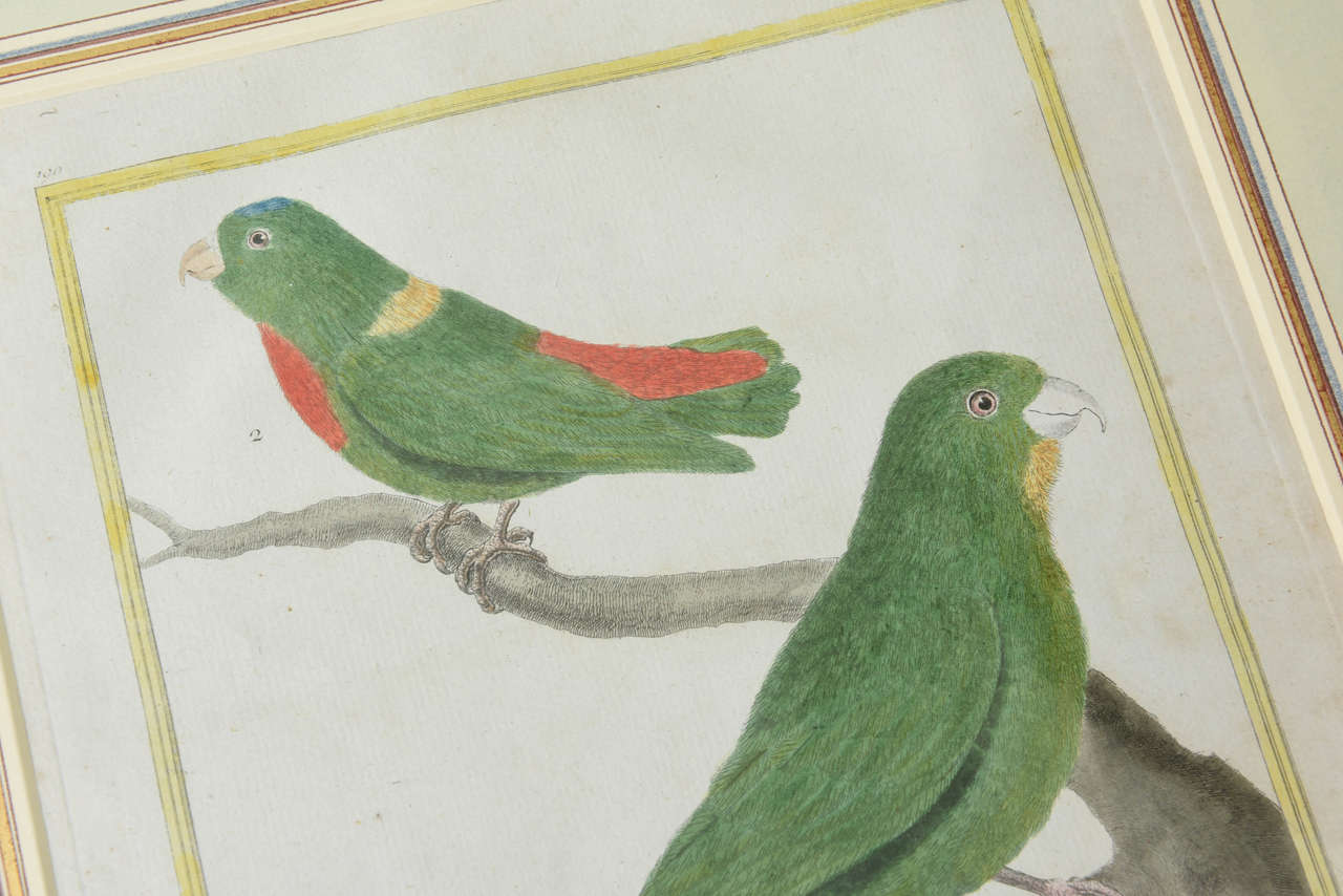 Set of Eight Parrot Prints by Francois Nicolas Martinet In Excellent Condition In New York, NY