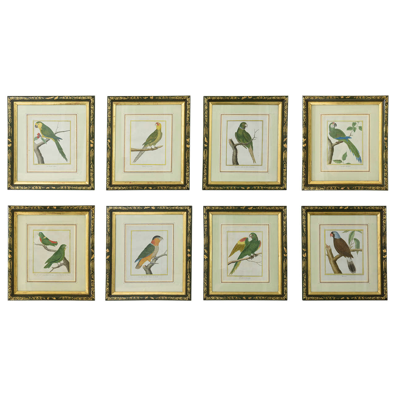 Set of Eight Parrot Prints by Francois Nicolas Martinet