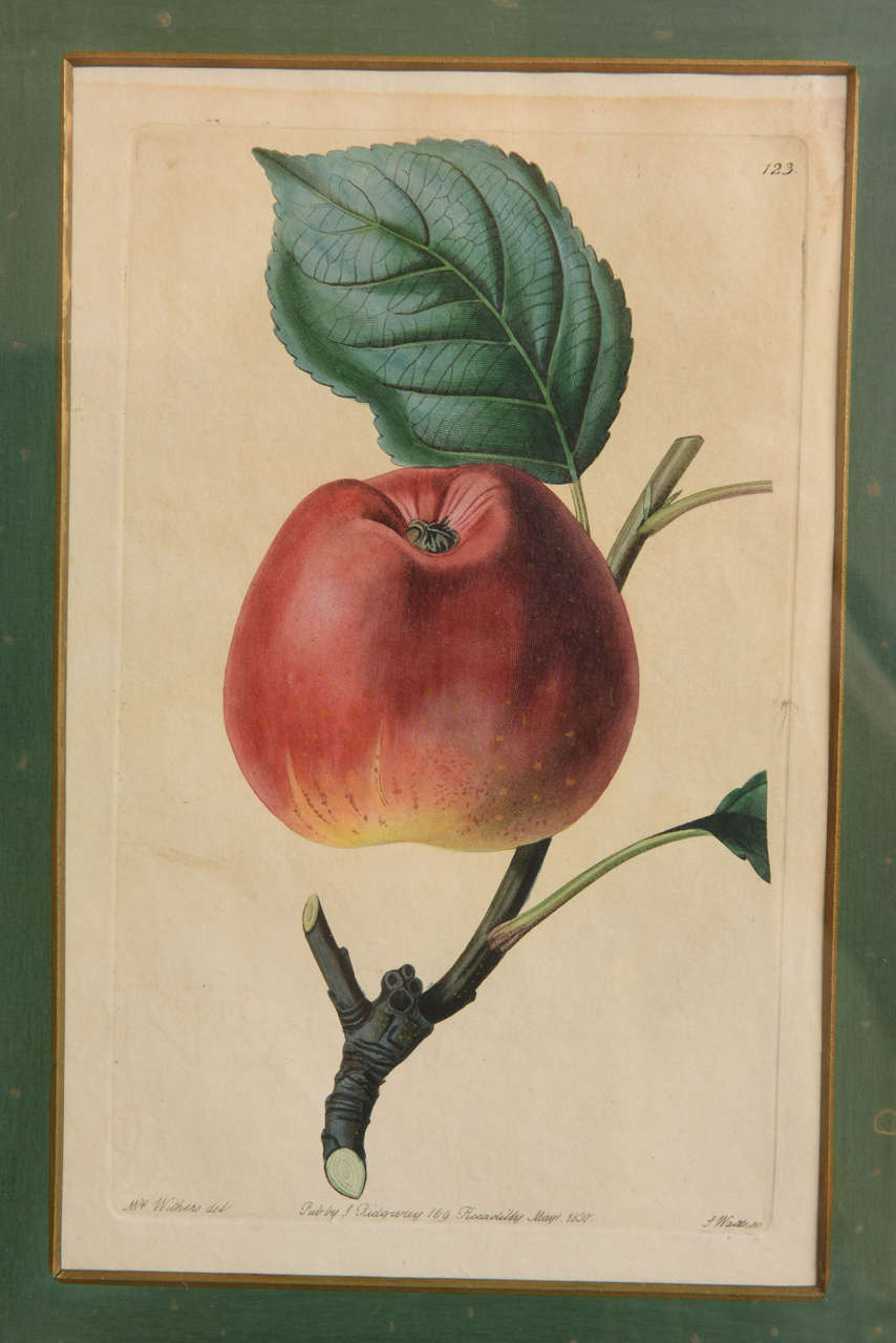 Set of 19th Century Mrs. Wilkers Fruit Prints In Good Condition In New York, NY