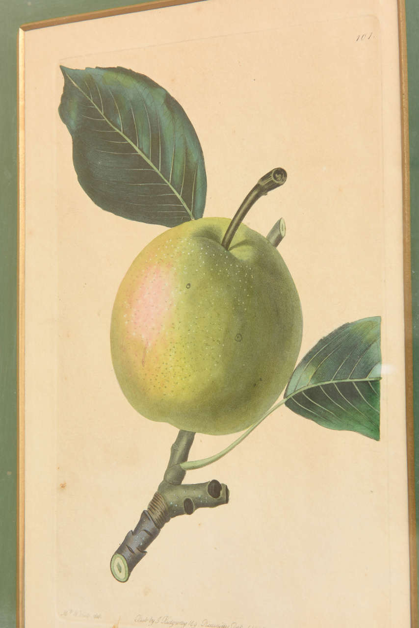 Set of 19th Century Mrs. Wilkers Fruit Prints 2