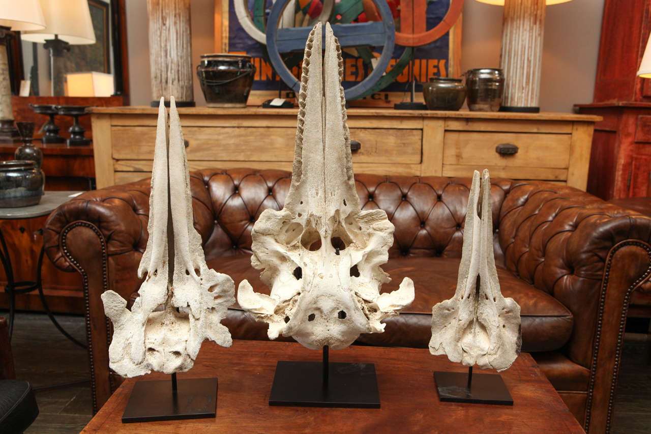 Three complementary antique skulls mounted on custom metal stands.