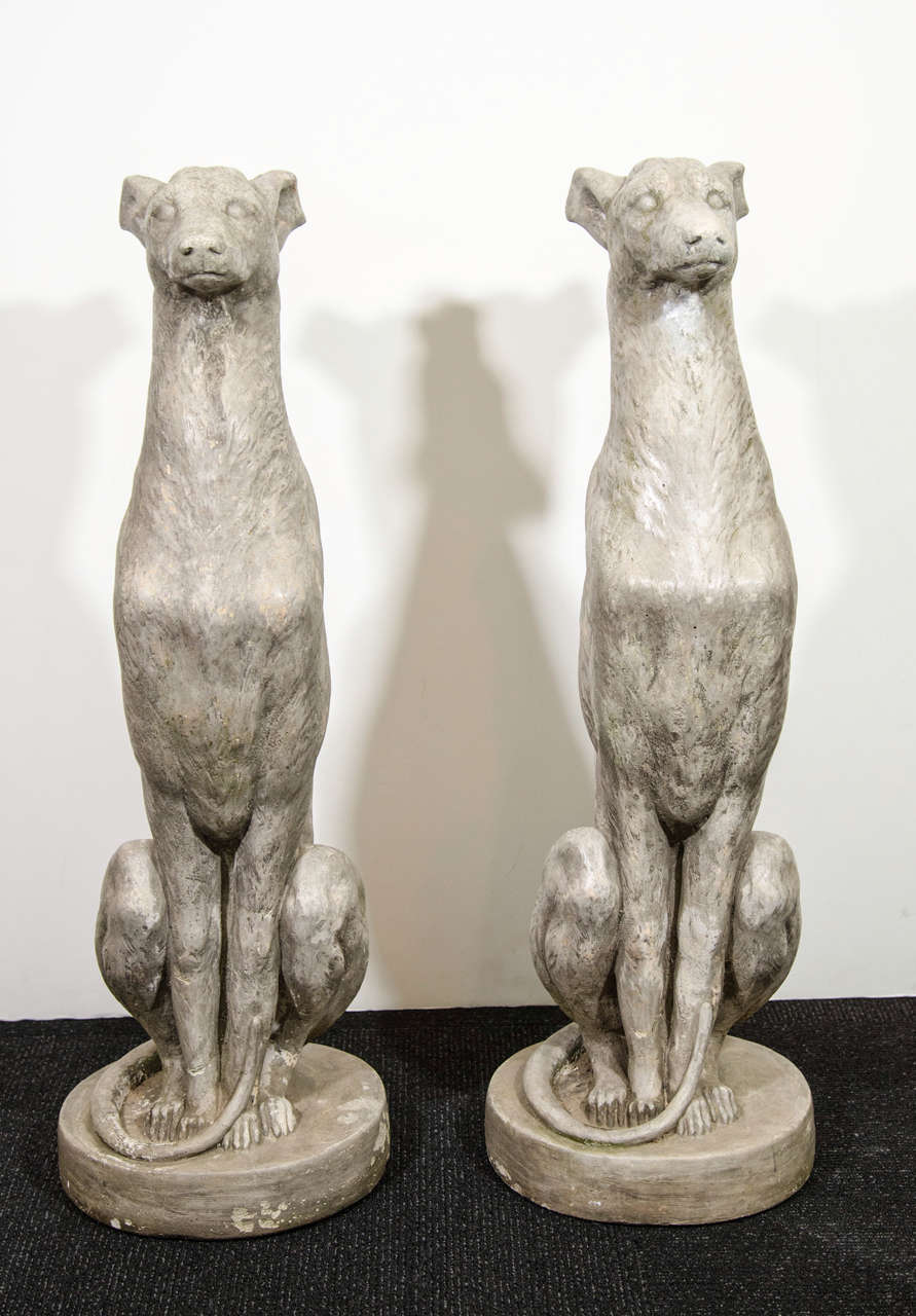 A pair of cement greyhound sculptures seated on circular pedestal bases.
