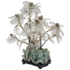 Jade Tree