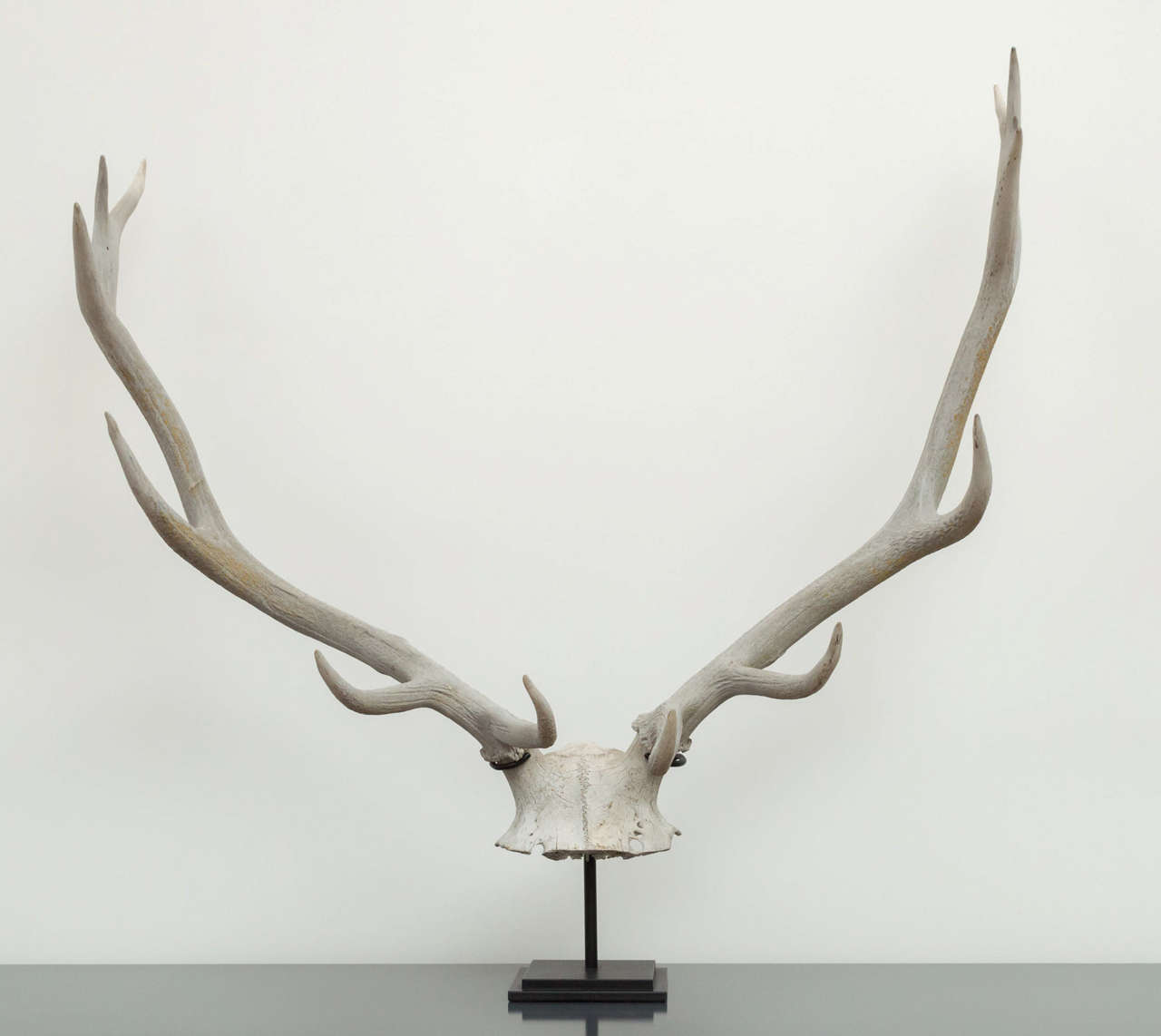 Mounted Vintage Elk Horn at 1stdibs