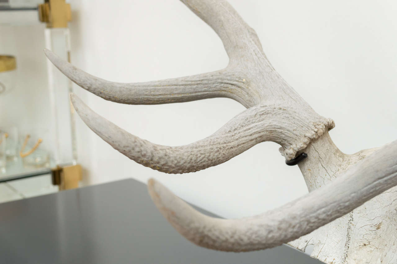 Mounted Vintage Elk Horn at 1stdibs