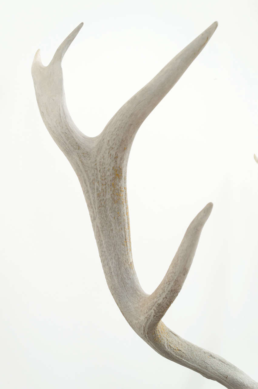 Mounted Vintage Elk Horn at 1stdibs