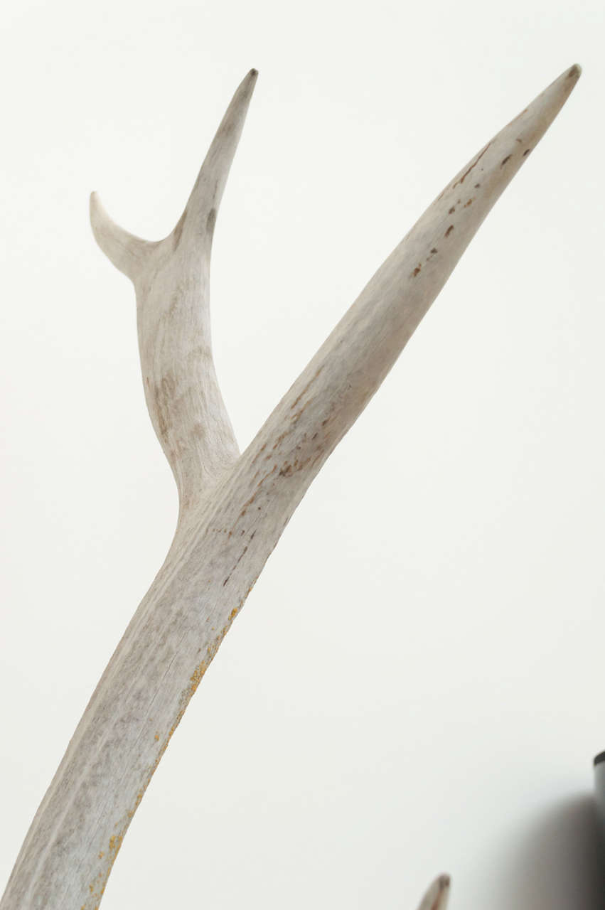 Mounted Vintage Elk Horn at 1stdibs