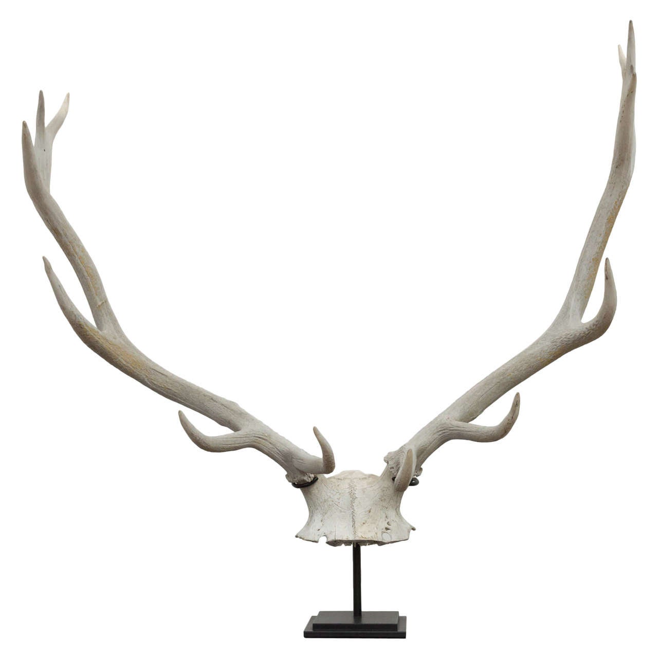 Mounted Vintage Elk Horn at 1stdibs