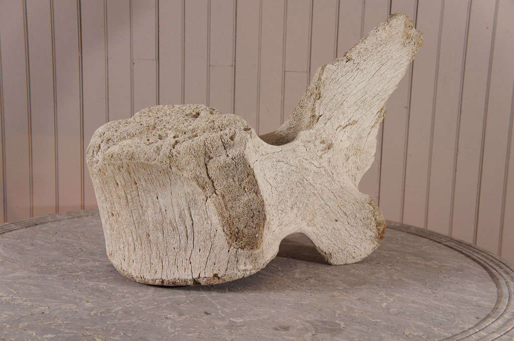 large weathered vertebrae from a Whale - as found surface