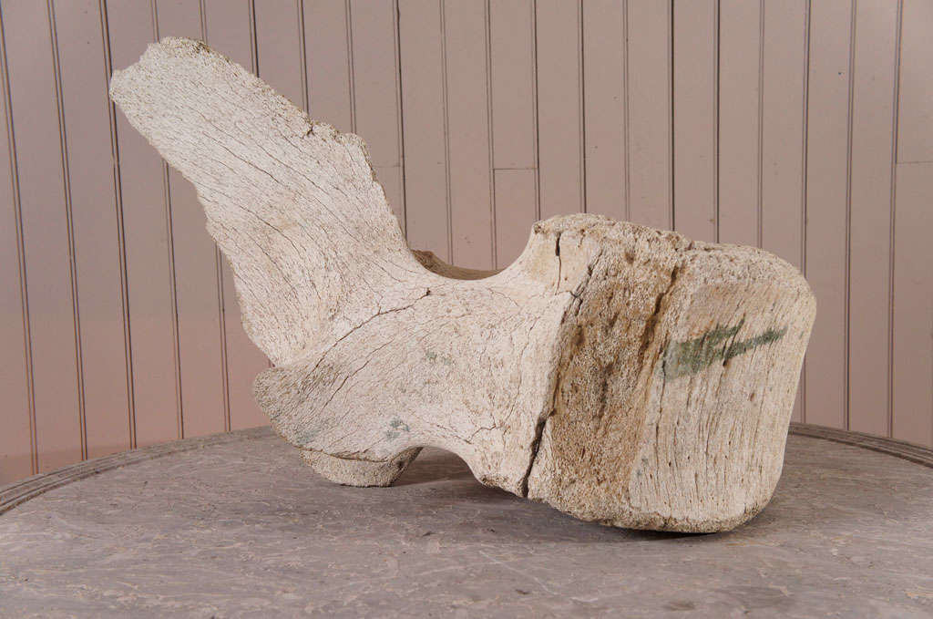 Ancient Whale Vertebrae In Distressed Condition In Hudson, NY