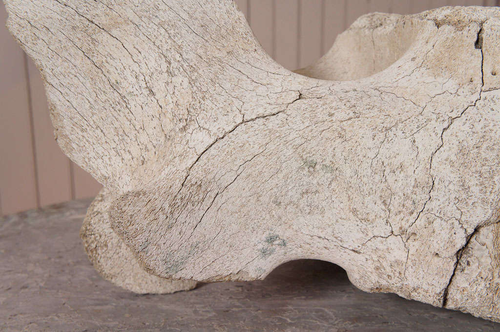 Bone Ancient Whale Vertebrae