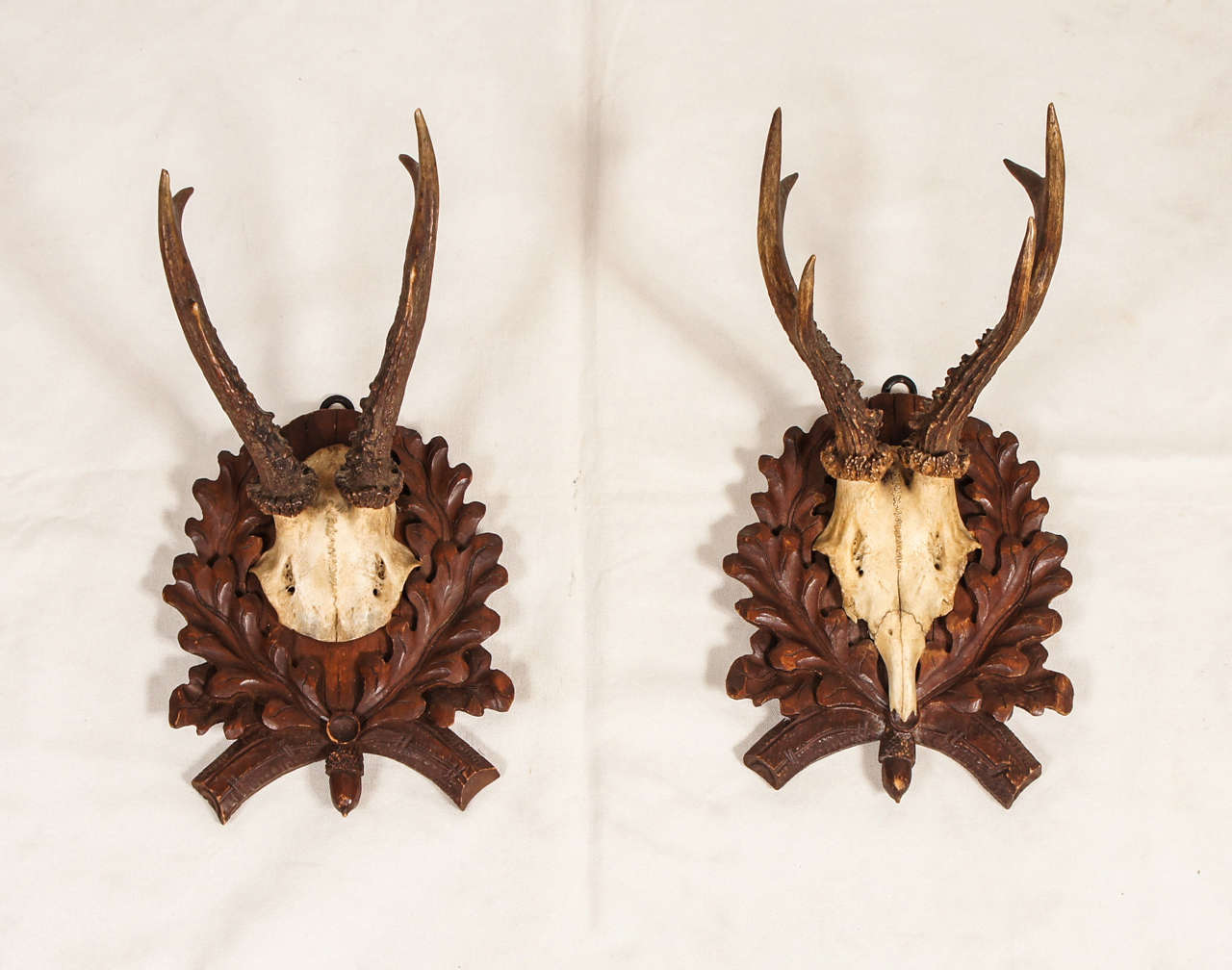 vintage, roe deer antlers, mounted on an oak, hand carved plaque with oak leaves and crossed branch detailing.