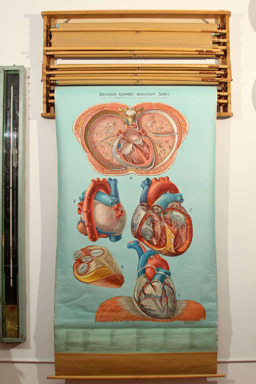 Full set of nine University of Chicago Medical College pull-down anatomical prints by P.M. Lariviere