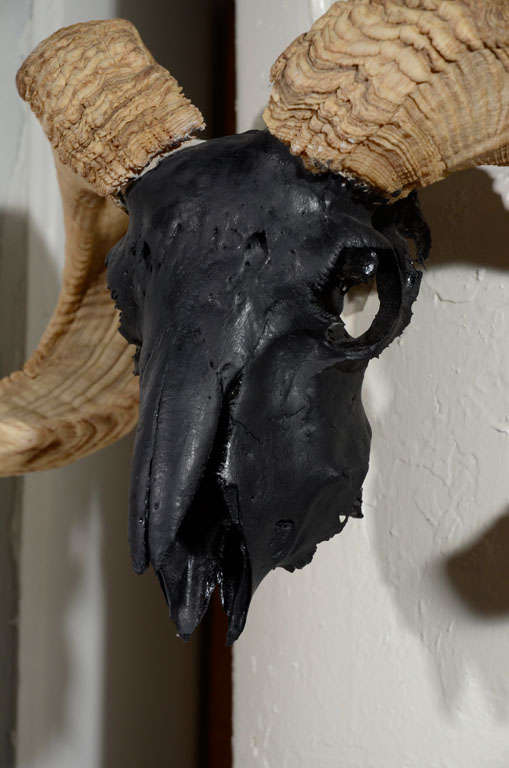 black ram skull