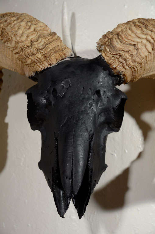 Organic Modern Vintage Wall Mounted Ram Skull with Horns Airbrushed in Black