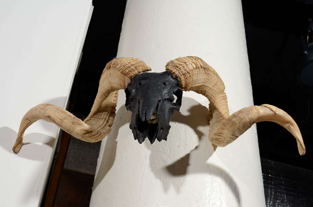 American Vintage Wall Mounted Ram Skull with Horns Airbrushed in Black