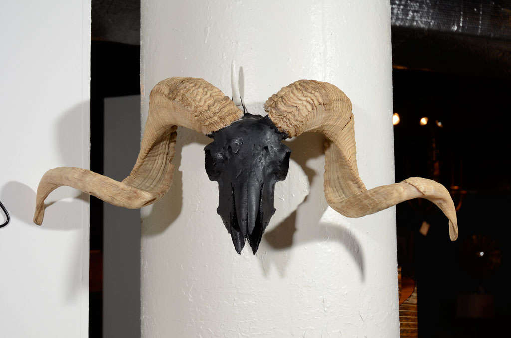 Genuine vintage corsican ram skull with horns. Artist airbrushed in a rich matte black and fitted with wire for easy wall mounting as sculpture.  Also looks great on table tops or sideboard as a decorative object.