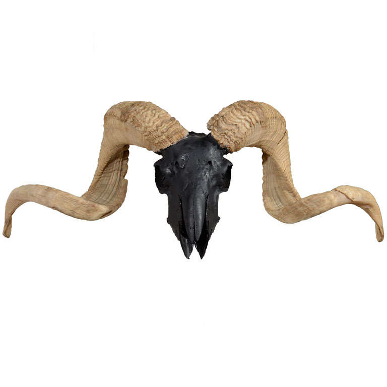 Vintage Wall Mounted Ram Skull with Horns Airbrushed in Black