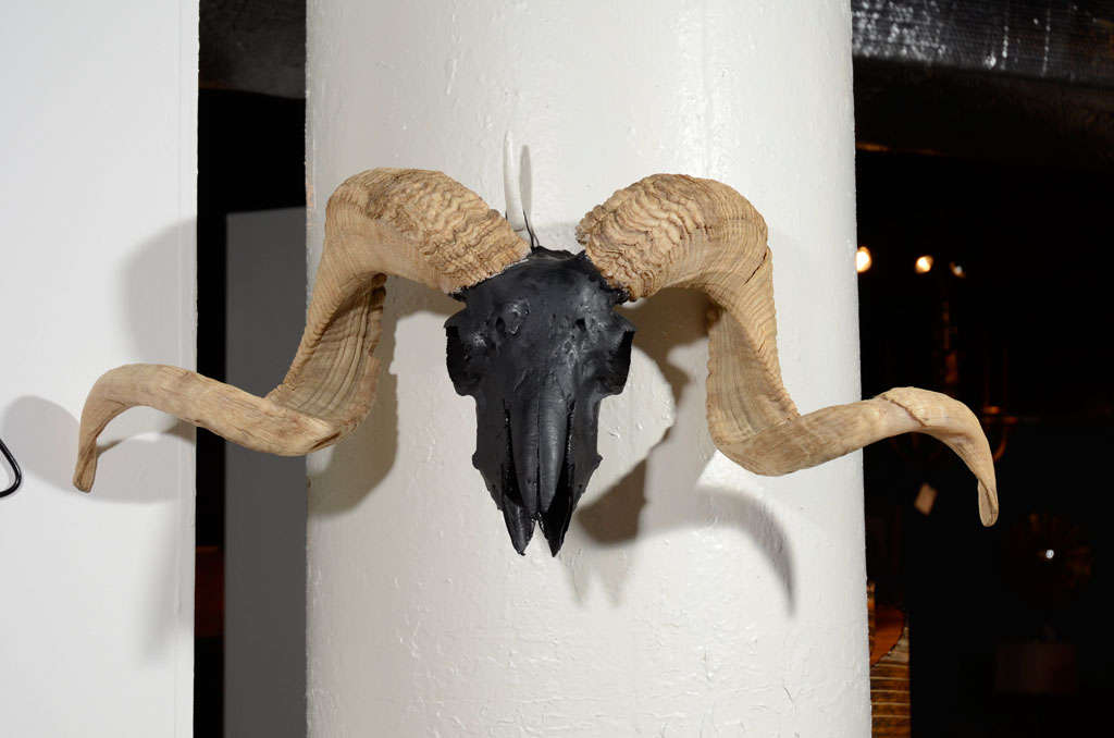 Vintage Wall Mounted Ram Skull with Horns Airbrushed in Black at 1stdibs