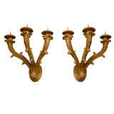 Pair of 19th Century Italian Giltwood Plume Sconces, 3-arm