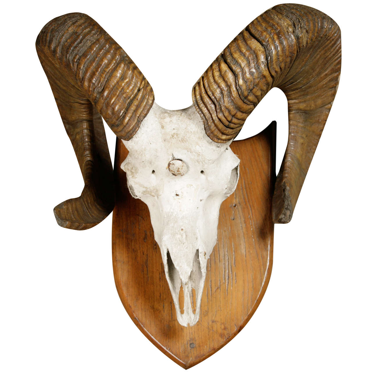 A Skull and Horns of a Argali Sheep