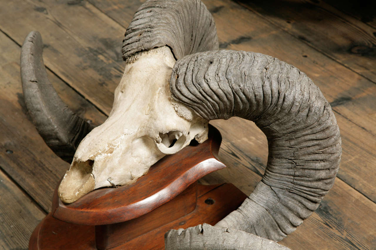 marco polo sheep skull