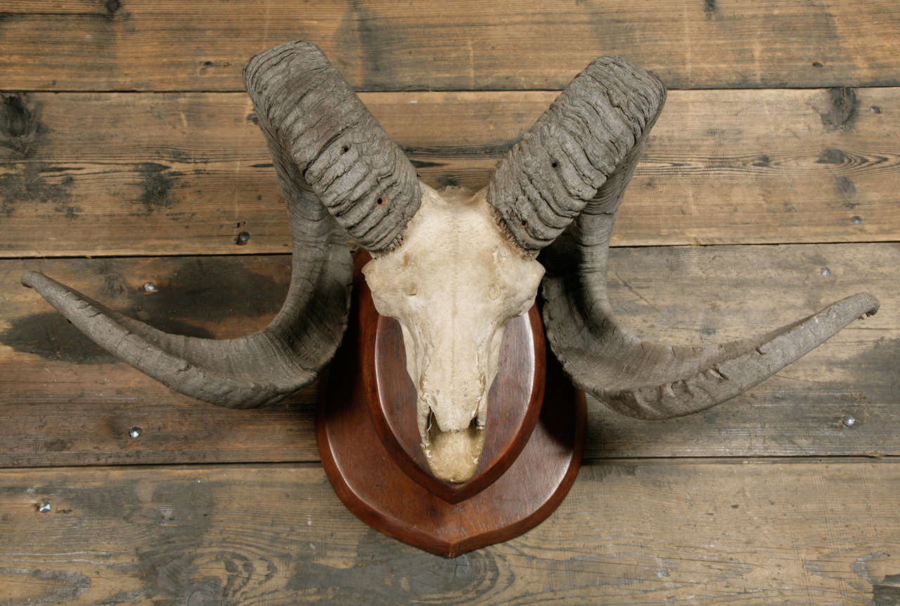 A Skull and Horns of a Marco Polo Sheep at 1stDibs