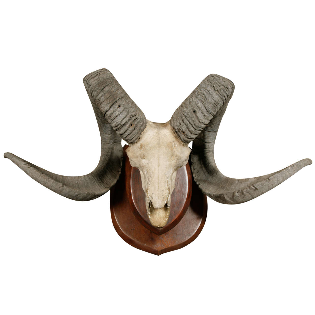 A Skull and Horns of a Marco Polo Sheep at 1stDibs | marco polo sheep mount  for sale, marco polo sheep skull, skull and horns