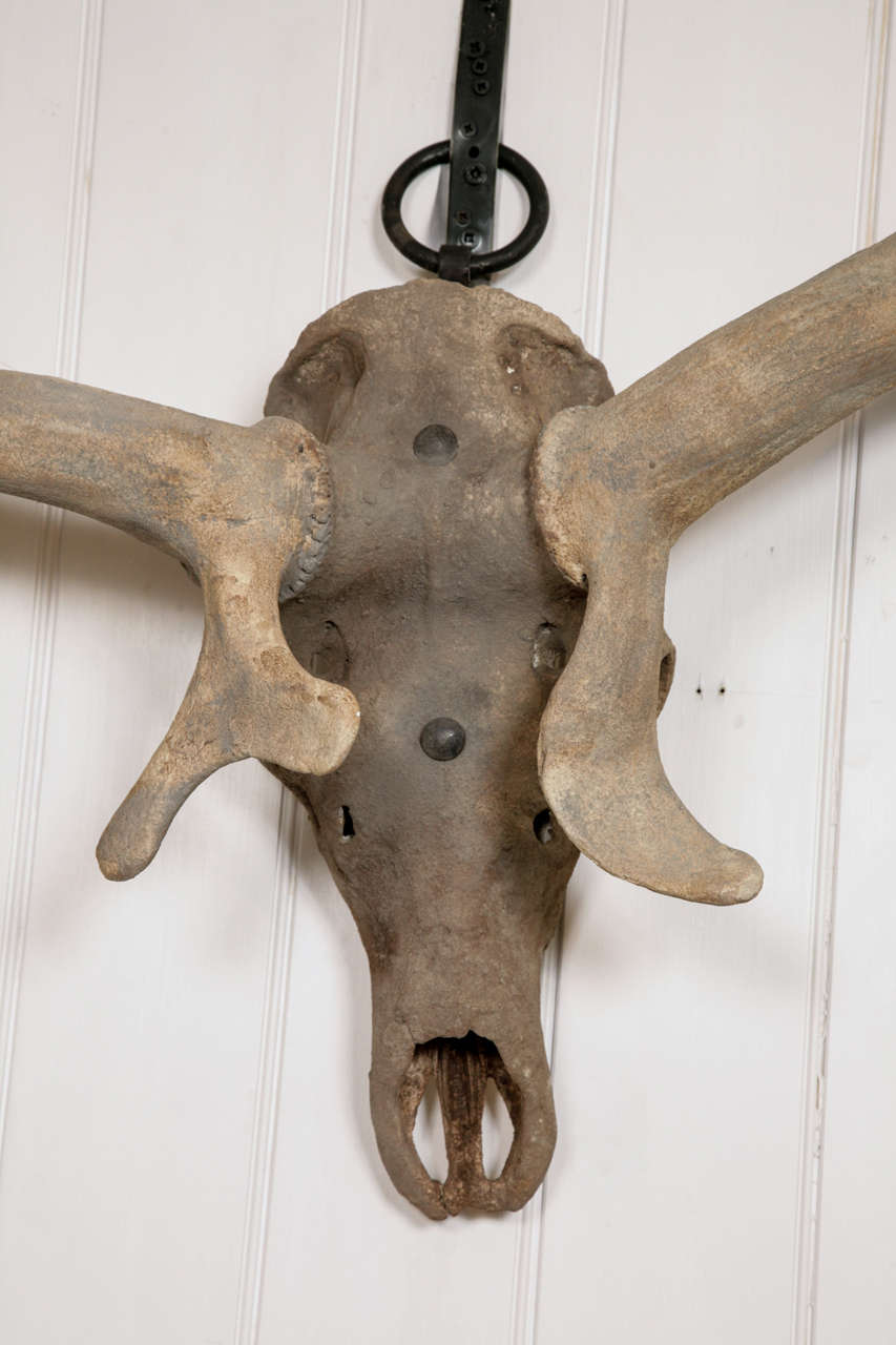 A Monumental pair of Irish Elk Antlers 1