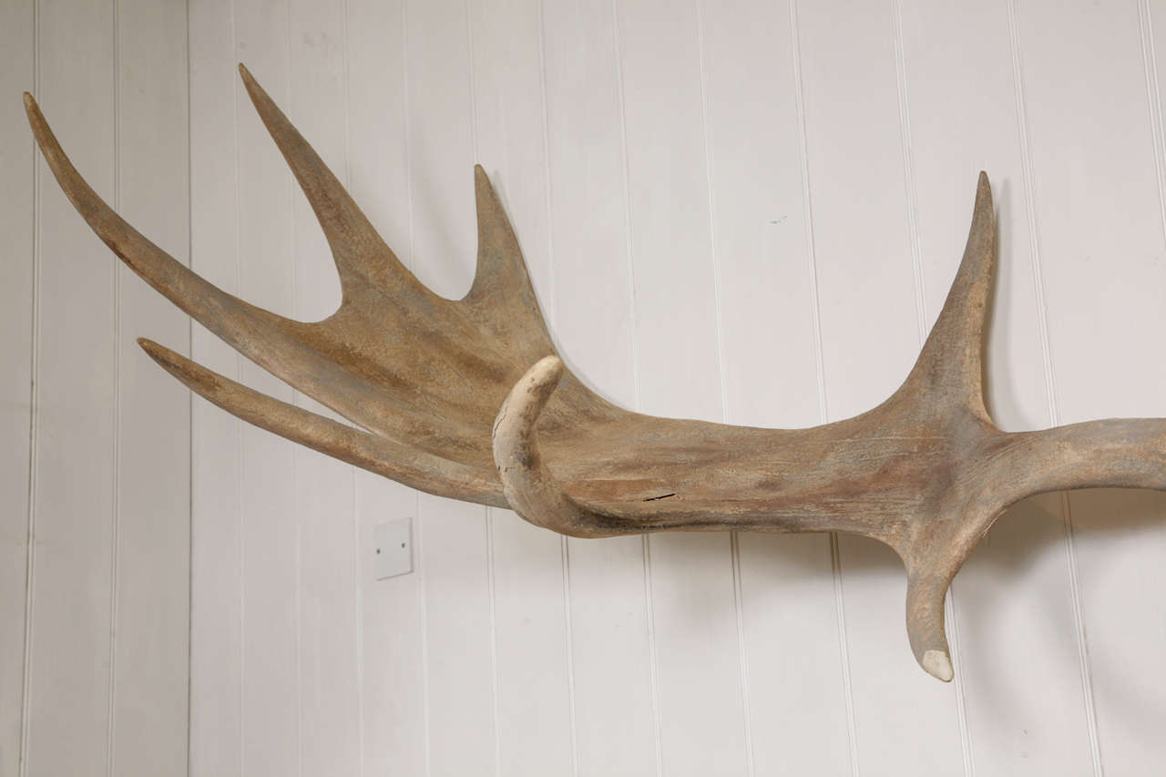 irish elk antlers for sale
