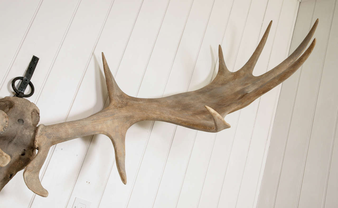 irish elk skull for sale