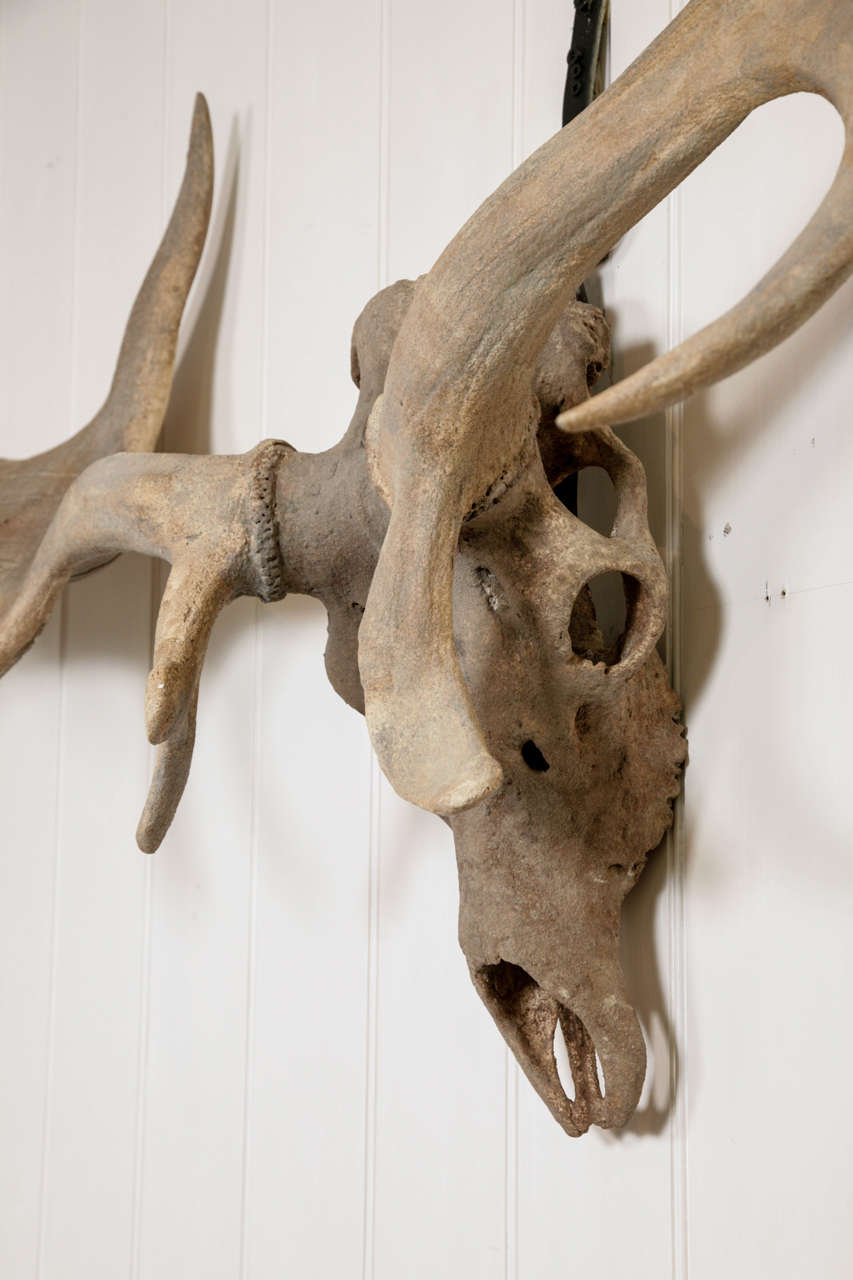 Prehistoric A Monumental pair of Irish Elk Antlers