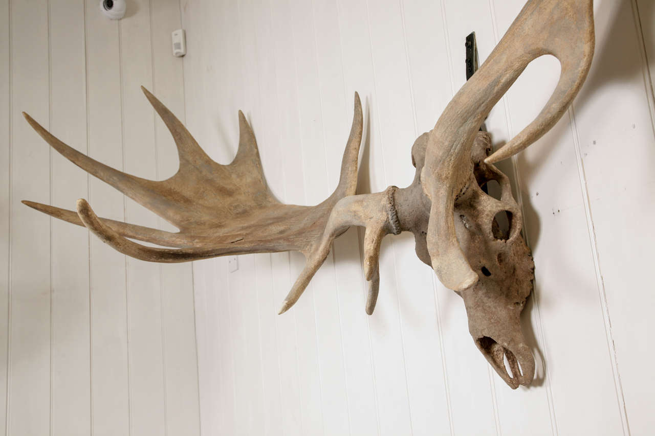 A Monumental pair of Irish Elk Antlers In Excellent Condition In London, GB