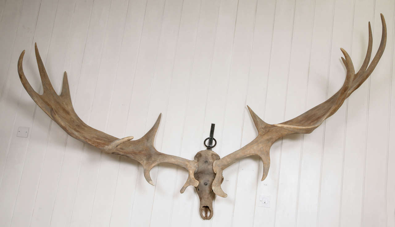 Retaining their original 18thc. metal work

The Irish Elk (Megaloceros giganteus) was a species of Megaloceros and one of the largest deer that ever lived. Its range extended across Eurasia, from Ireland to east of Lake Baikal, during the Late