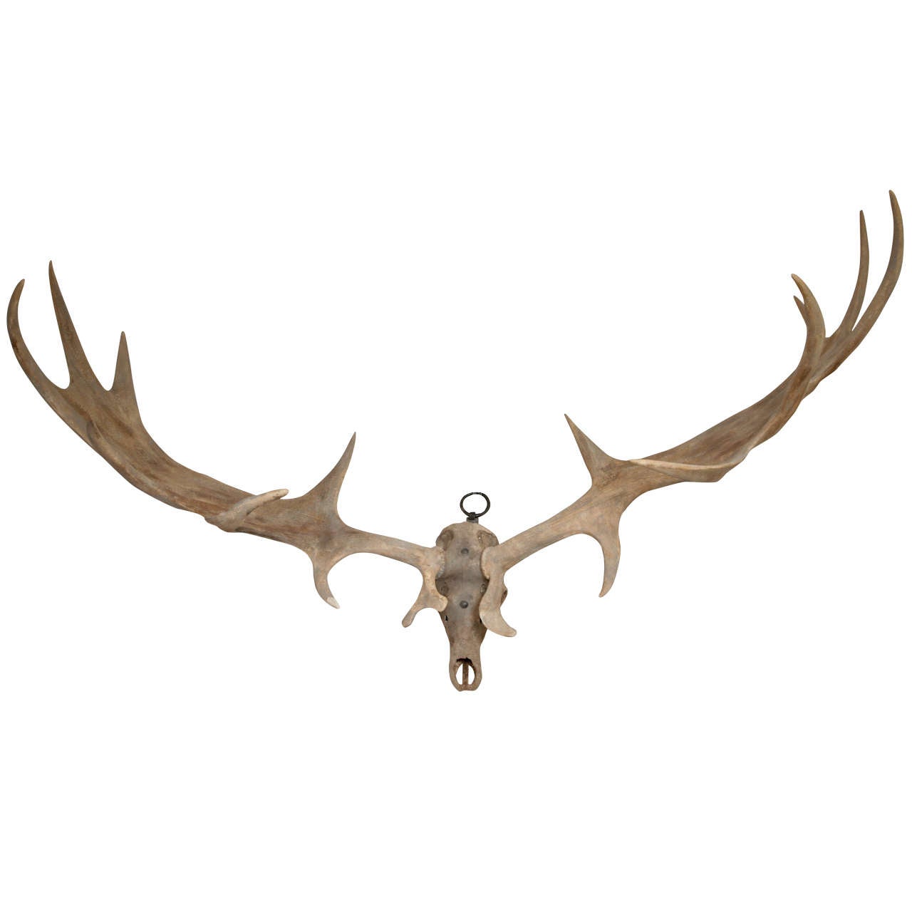 A Monumental pair of Irish Elk Antlers