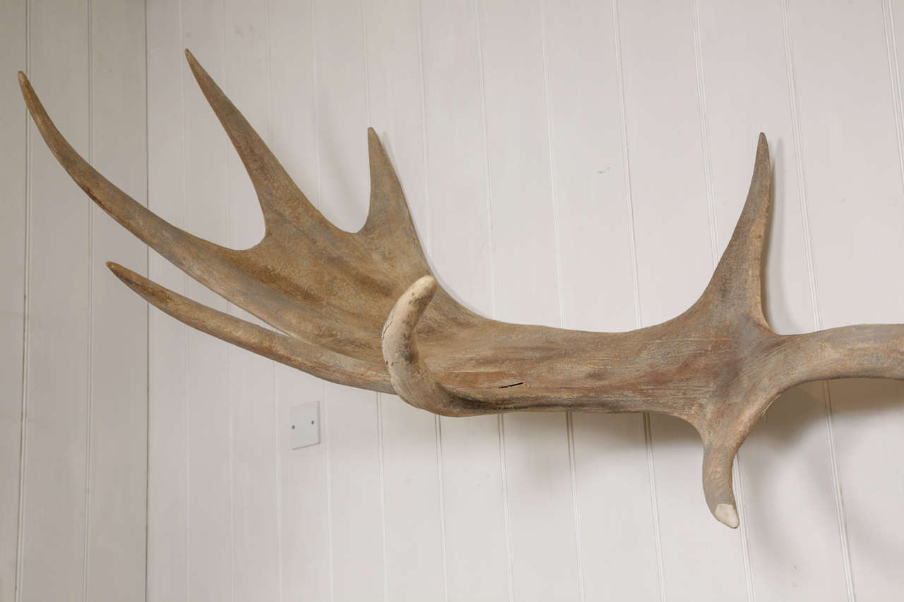 A Monumental pair of Irish Elk Antlers at 1stdibs
