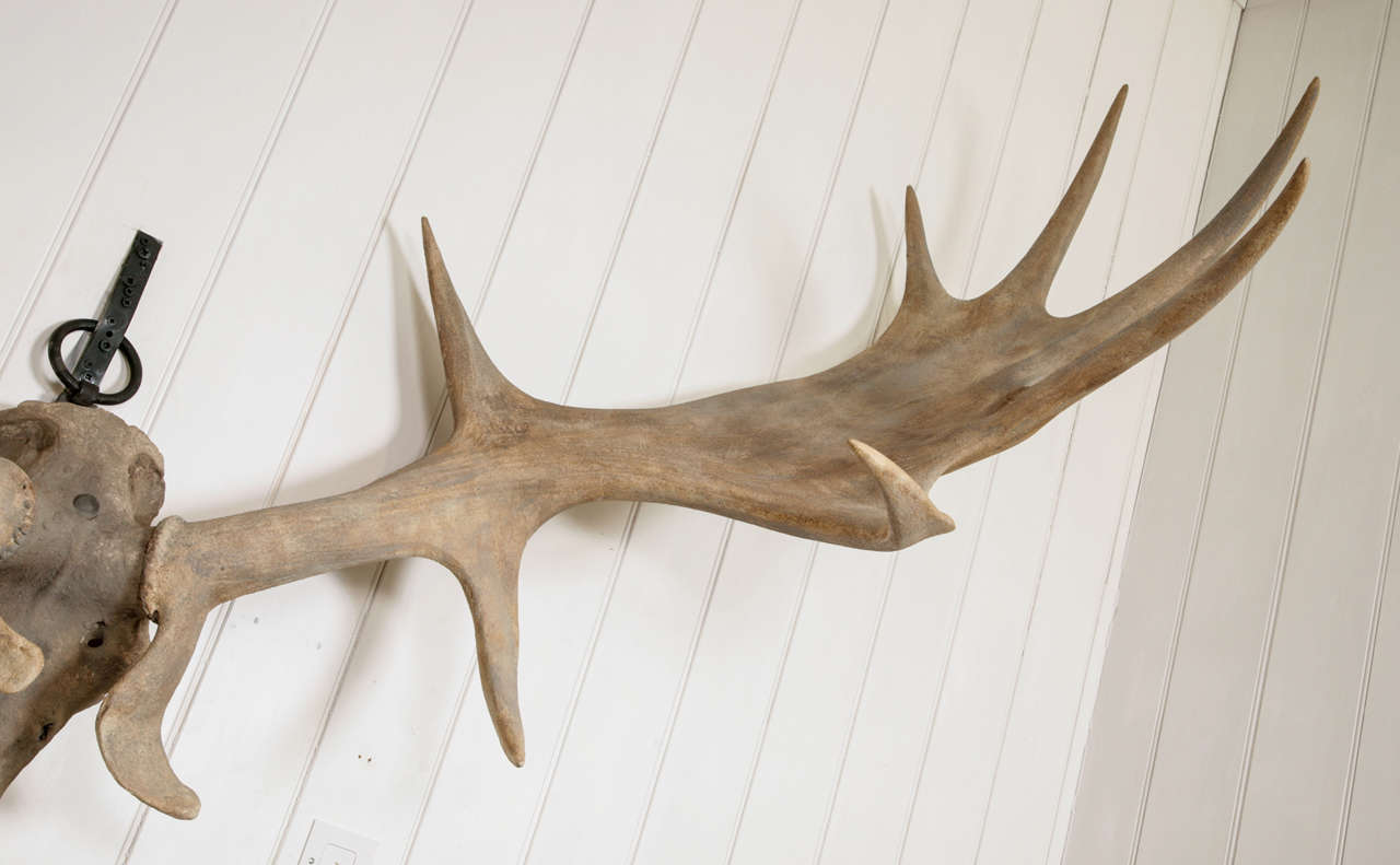 A Monumental pair of Irish Elk Antlers at 1stDibs irish elk antlers