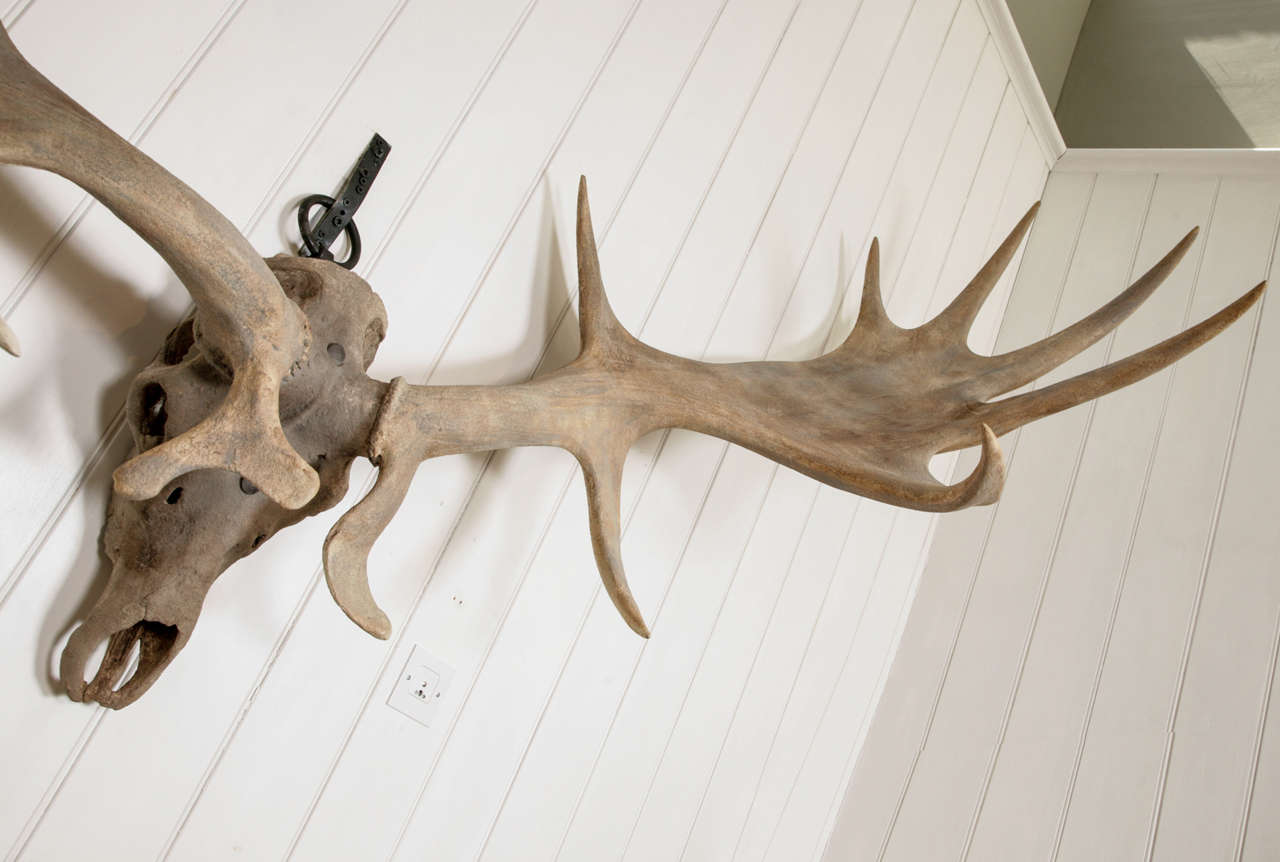 elk antlers for dogs grown elk antlers for dogs grown