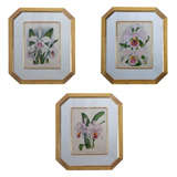 Four Hand Coloured Lindenia Prints