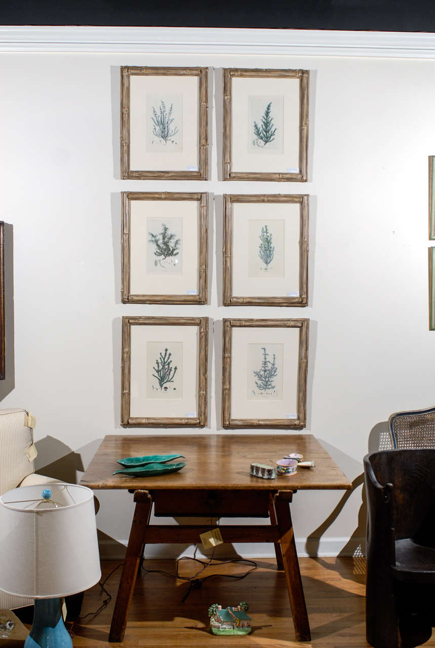 Set of Six English Botanicals by Henry Charles Andrews