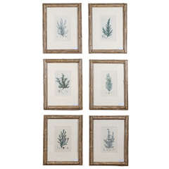 Set of Six English Botanicals by Henry Charles Andrews