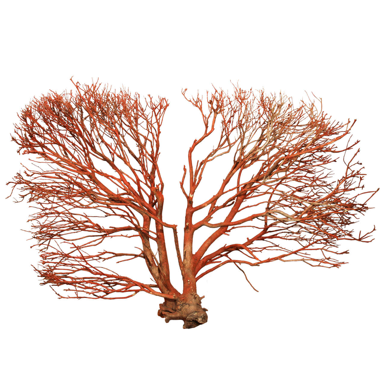 Wood "coral" Wall Sculpture