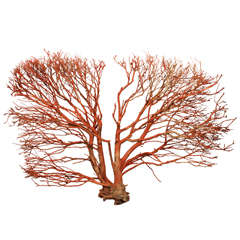Wood "coral" Wall Sculpture 8