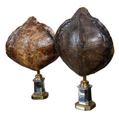 Pair of Tortoise Shell Table Lamps