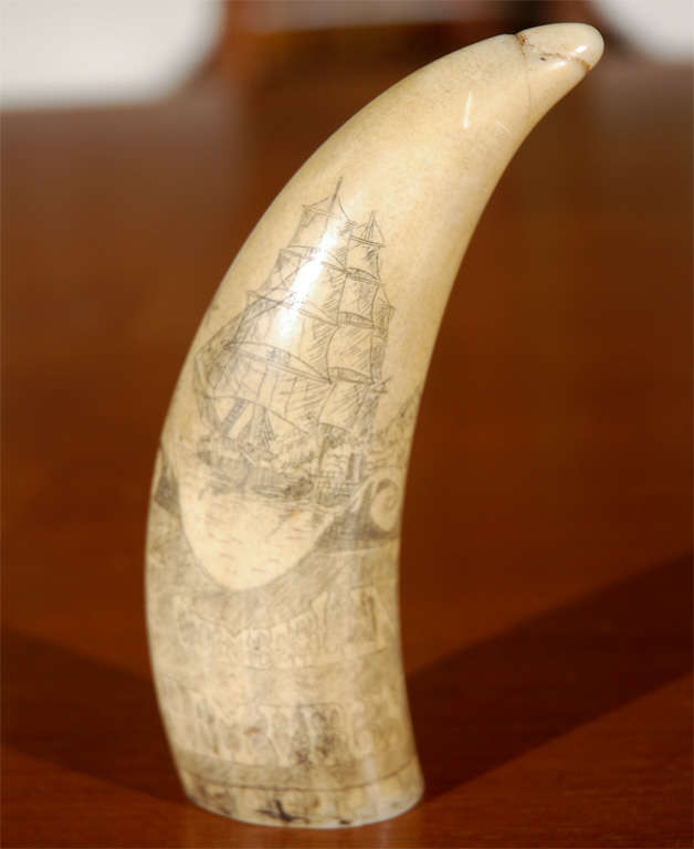 American C. 1862 Whale's Tooth with Scrimshaw
