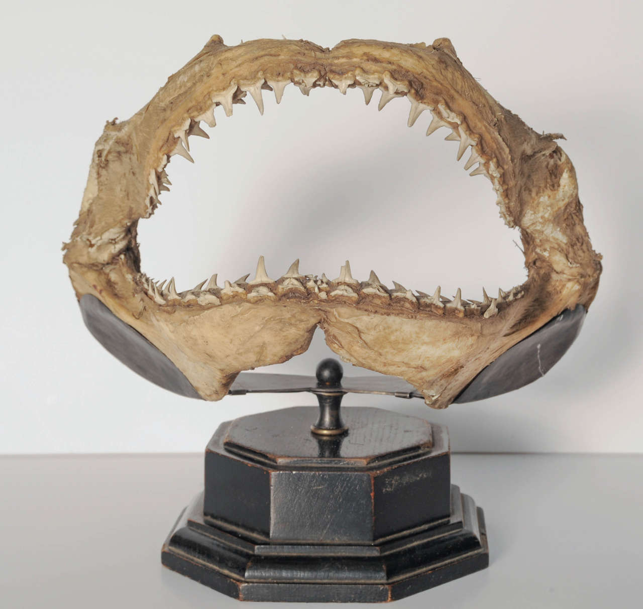 Shark mouth mounted on wooden base.
