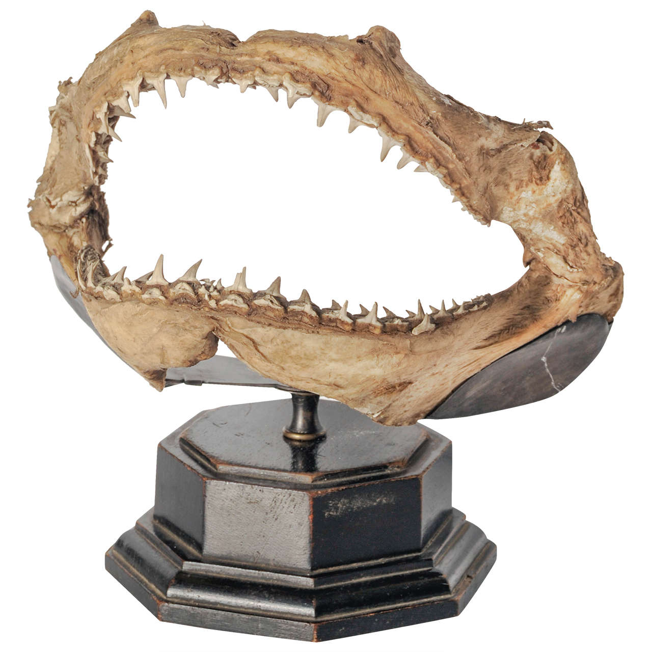 19th Century Shark Mouth Mounted on Wooden Base For Sale
