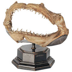 19th Century Shark Mouth Mounted on Wooden Base