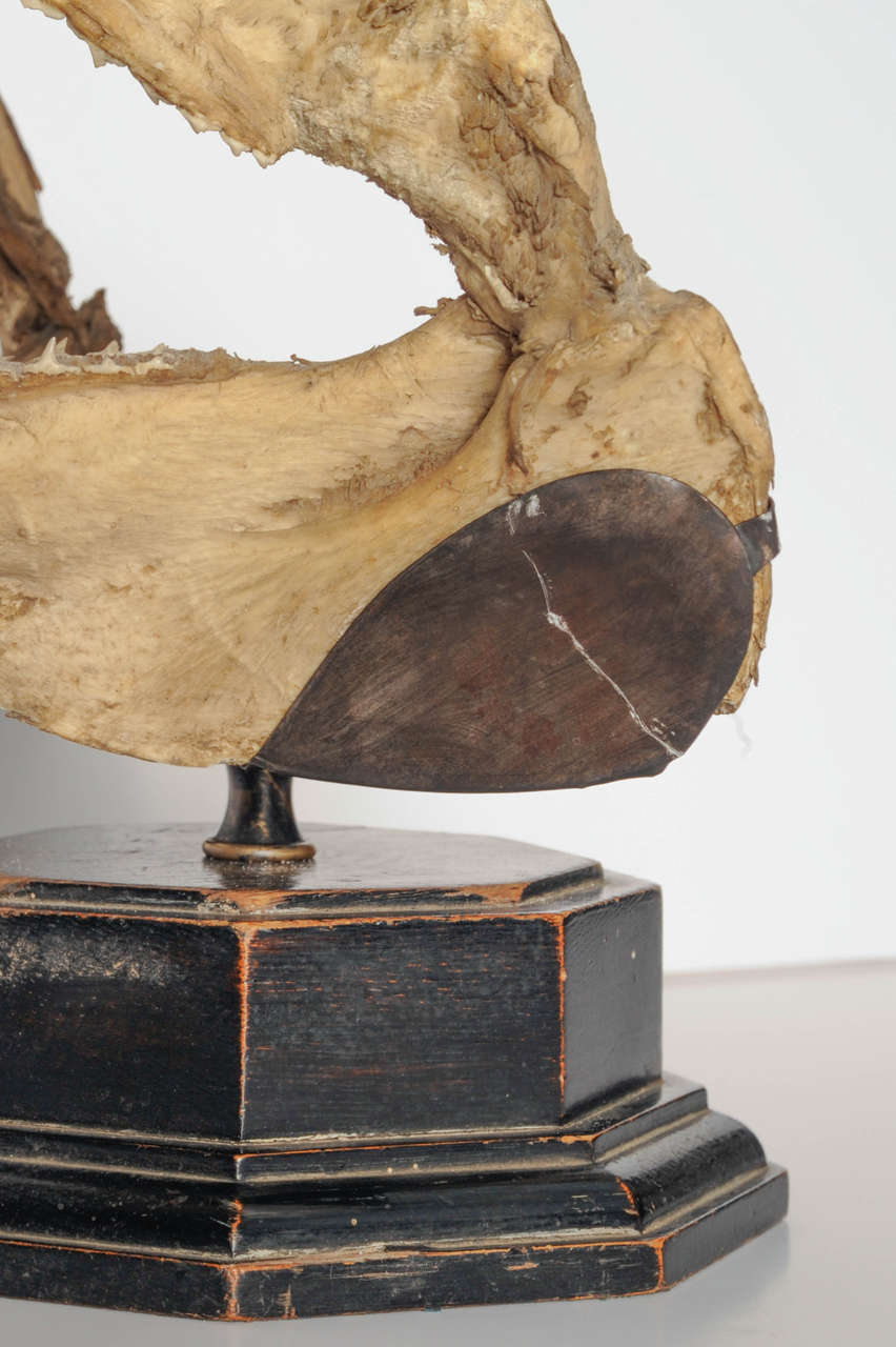 19th Century Shark Mouth Mounted on Wooden Base For Sale 1