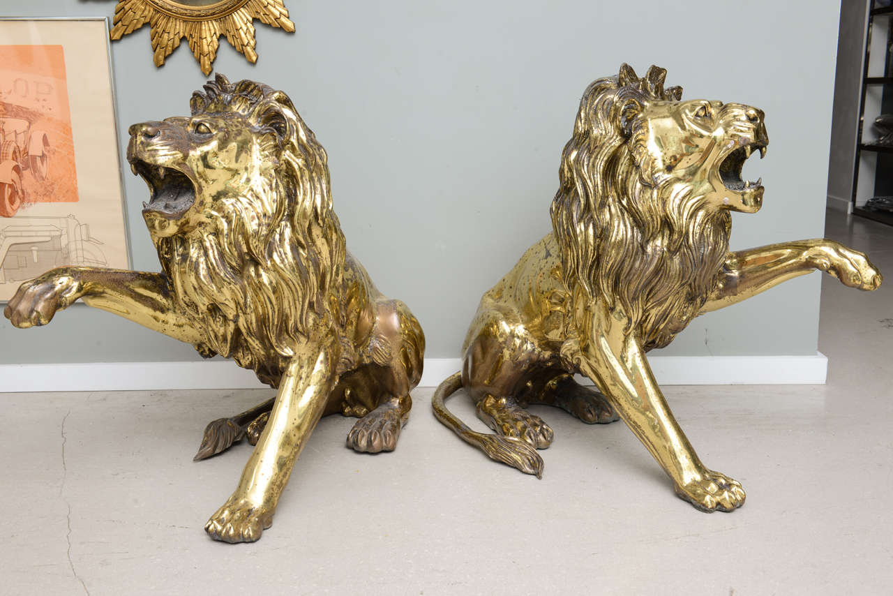Pair of large brass lions ideal for entry way.